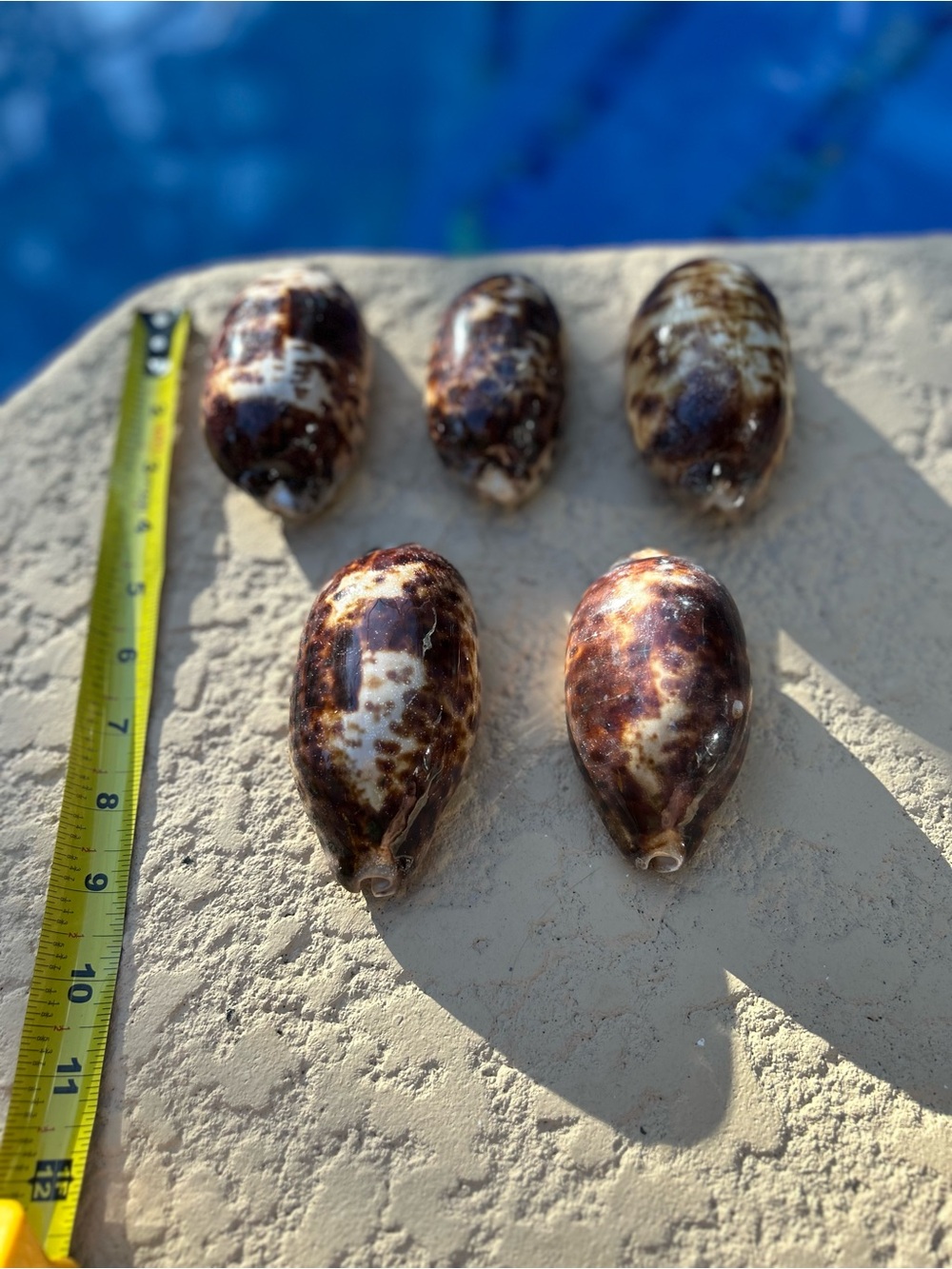 Polished Brown and Cream Sea Shells - Set of 5
